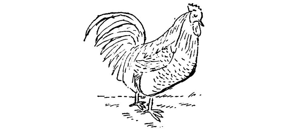 Gallus