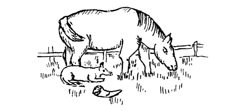 Cornū, canis, equusque.