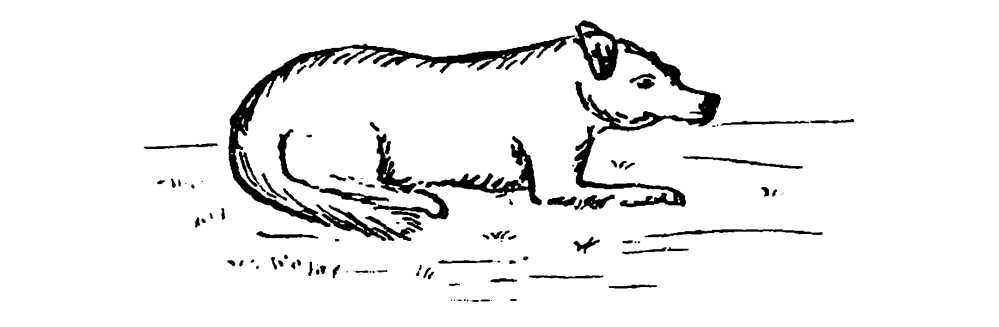 Canis